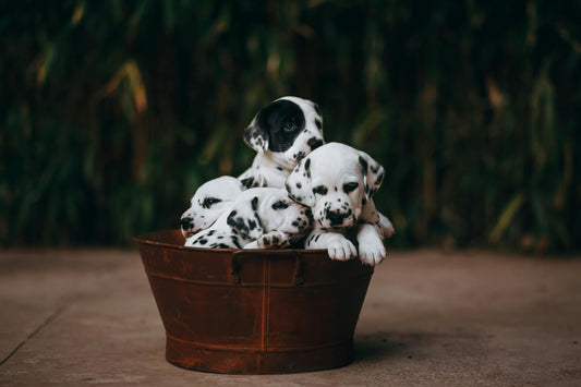 How to Start a Pet Photography Business (12 Practical Tips) 